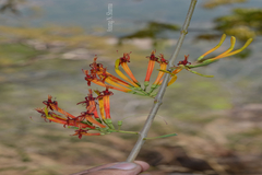 Dendrophthoe falcata